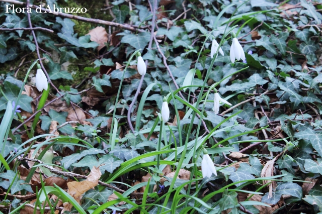 Galanthus nivalis 03-17-min_Fotor.jpg