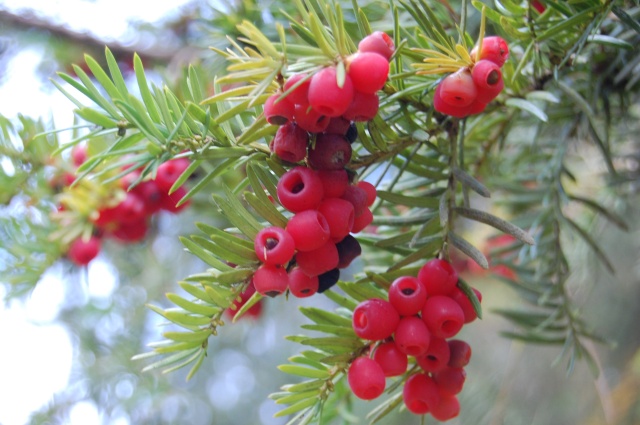 yew berries.jpg